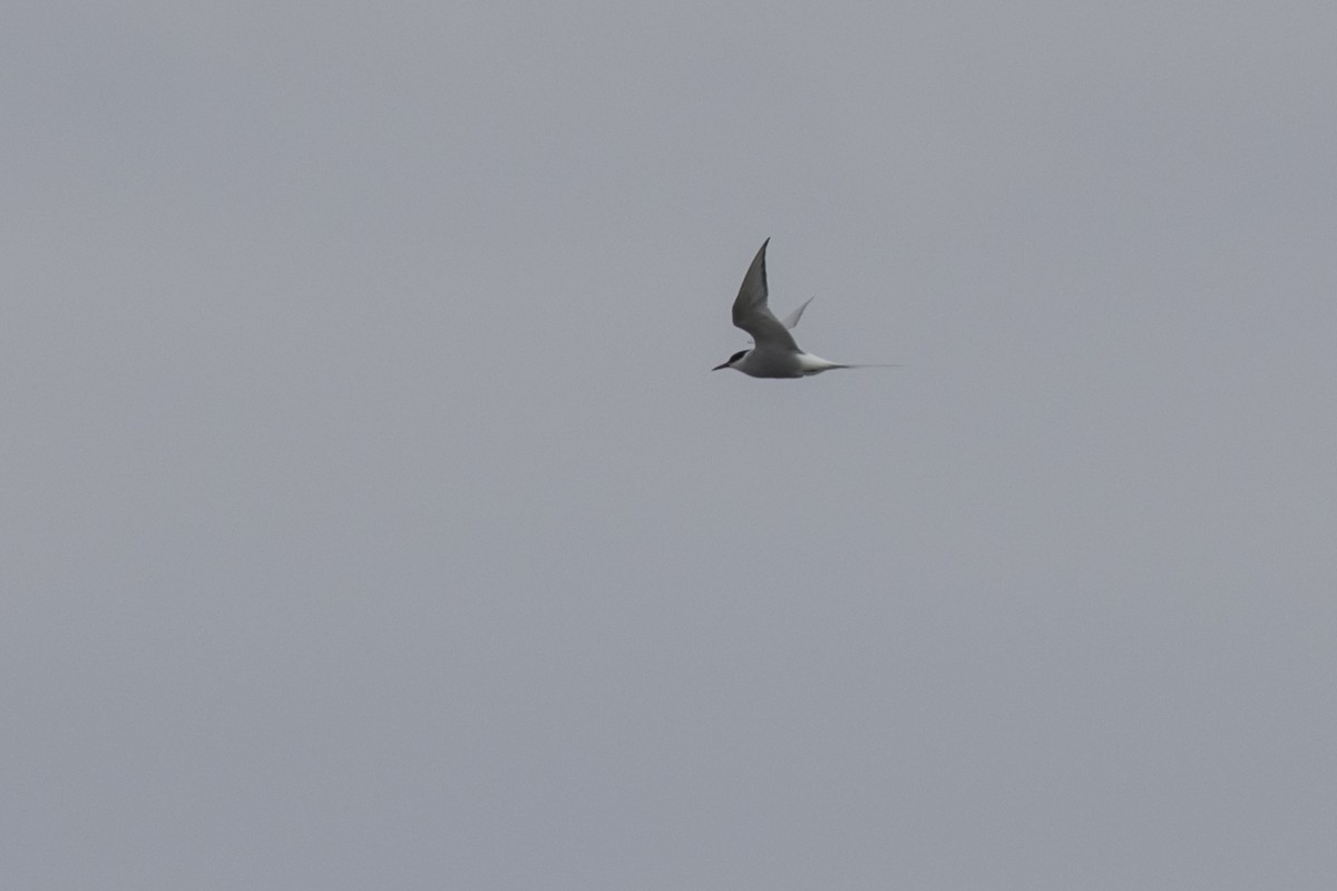 Arctic Tern - Robert Lockett