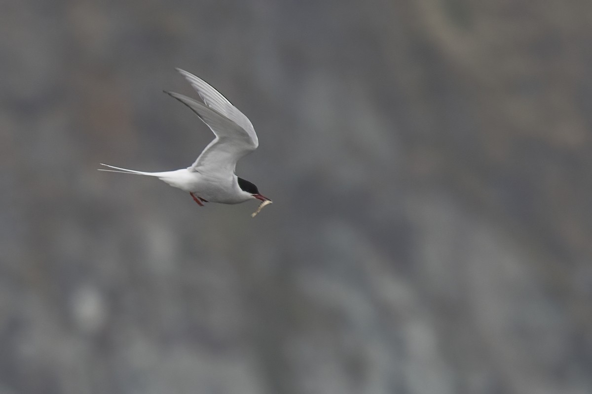 Arctic Tern - Robert Lockett