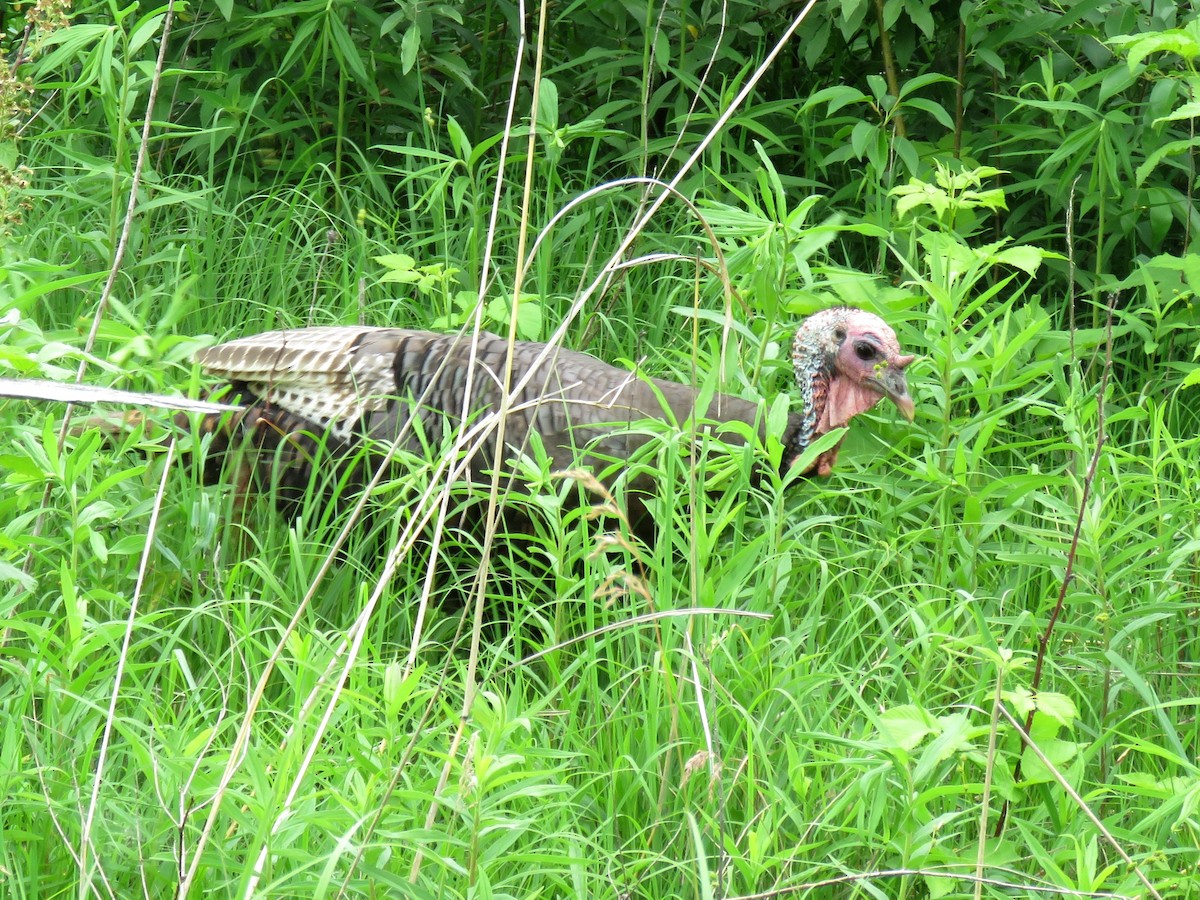 Wild Turkey - Davida Kalina