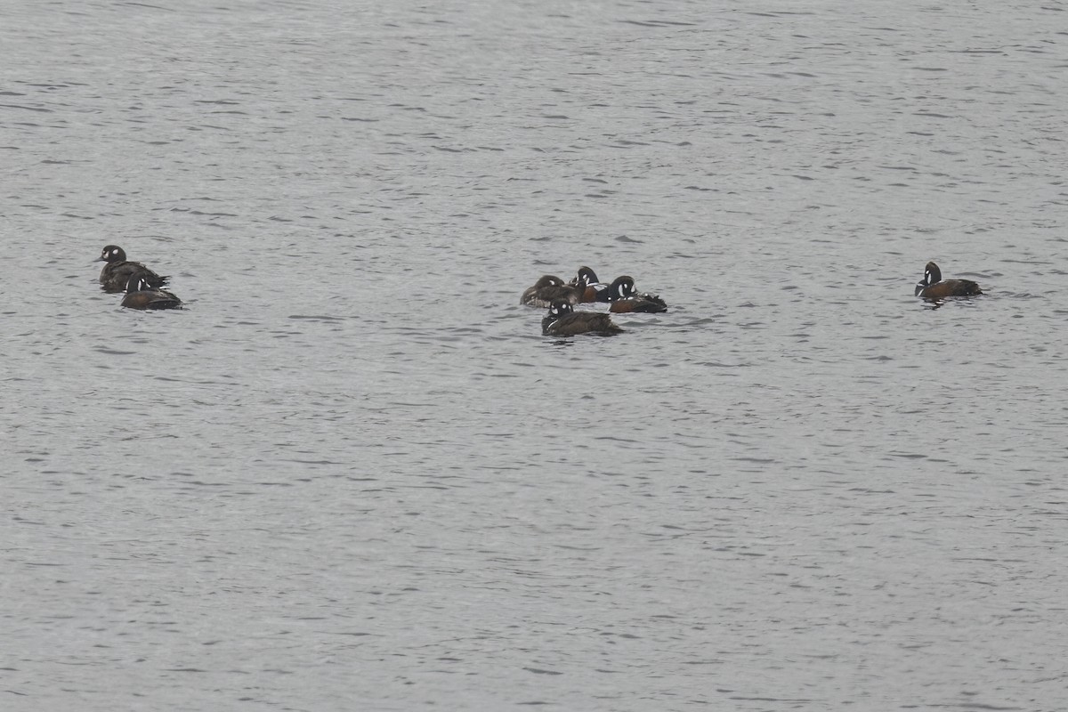 Harlequin Duck - ML457018811