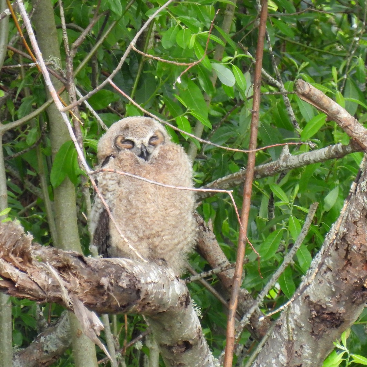 Great Horned Owl - ML457019301