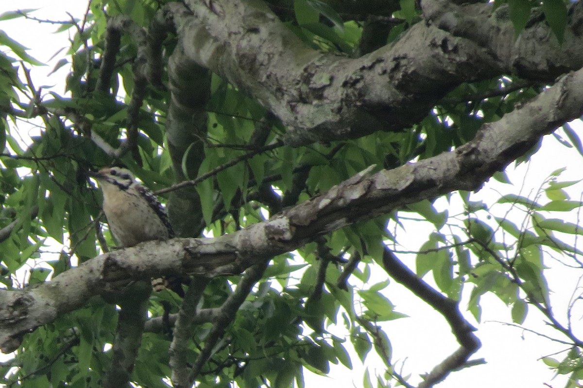 Ladder-backed Woodpecker - Nick Ramsey