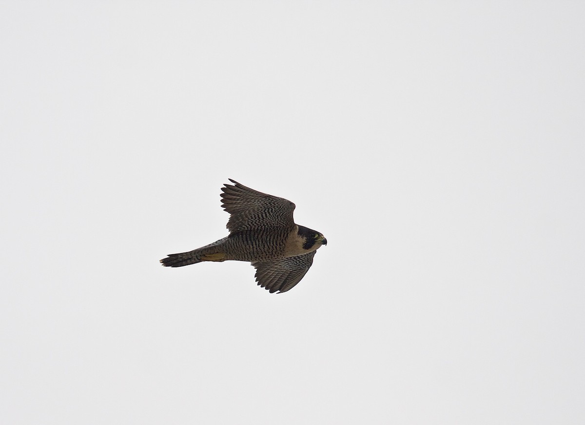 Peregrine Falcon (North American) - Matt Brady