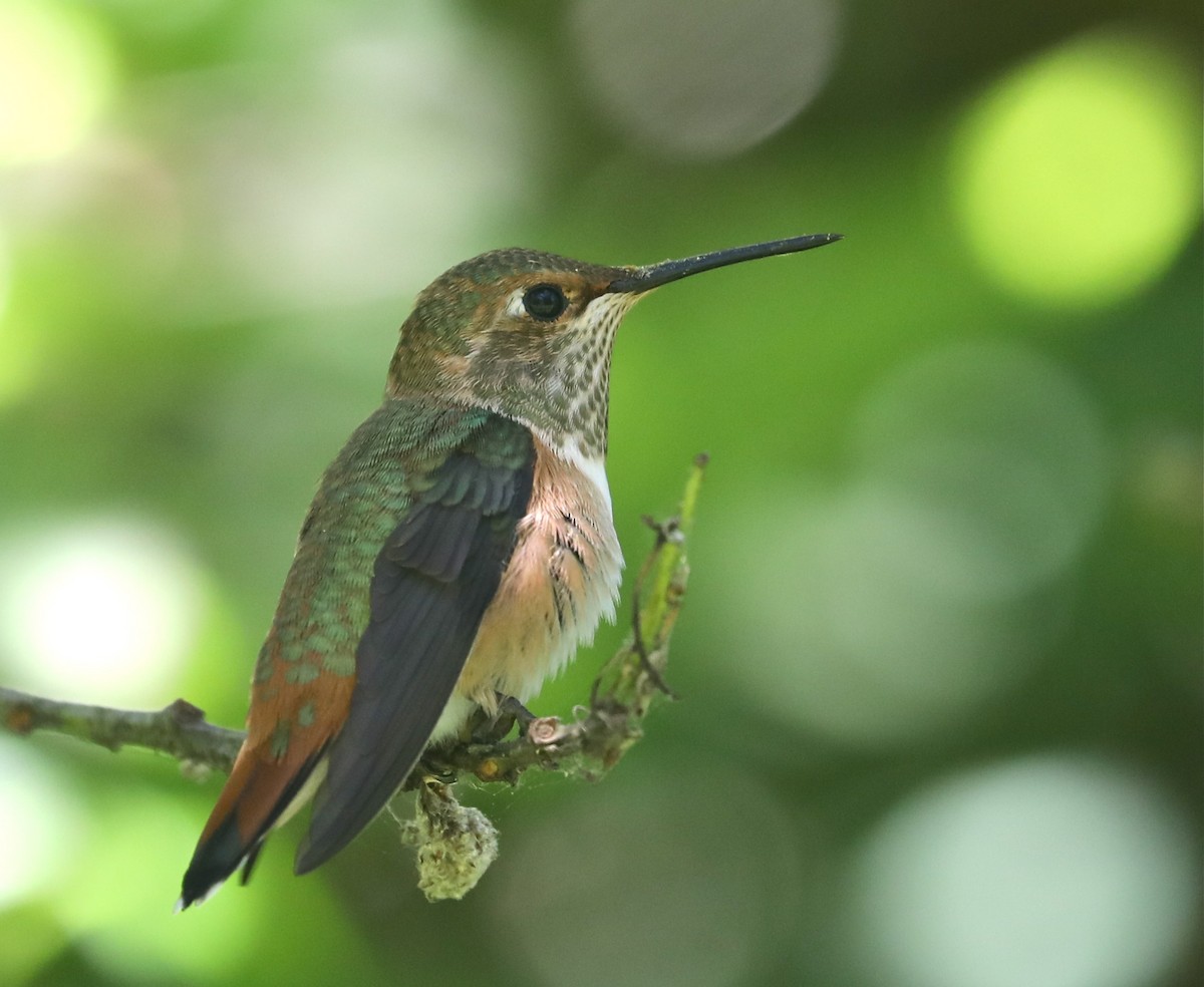 Allen's Hummingbird - ML457023411