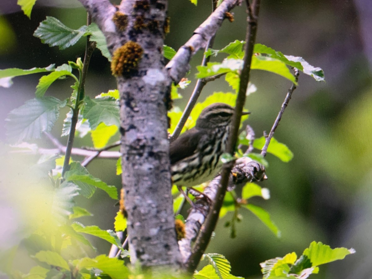 Northern Waterthrush - ML457023831