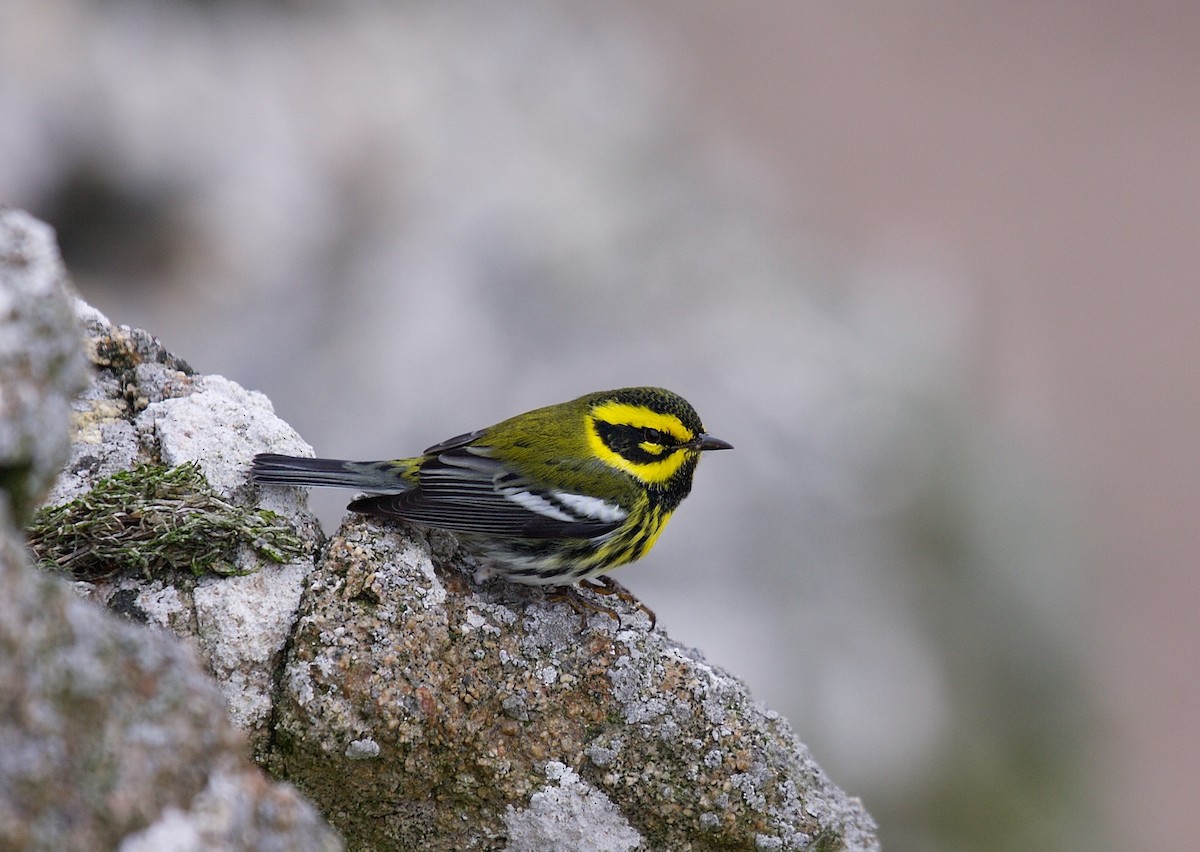 Townsend's Warbler - Matt Brady