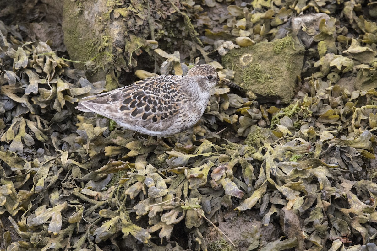 Rock Sandpiper (couesi) - ML457024911