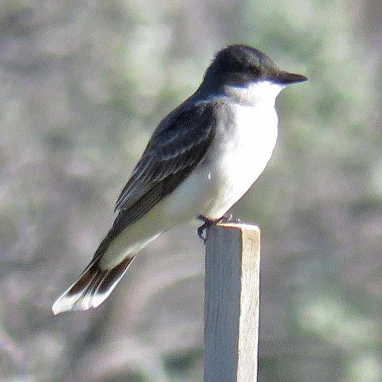 Eastern Kingbird - ML457025031