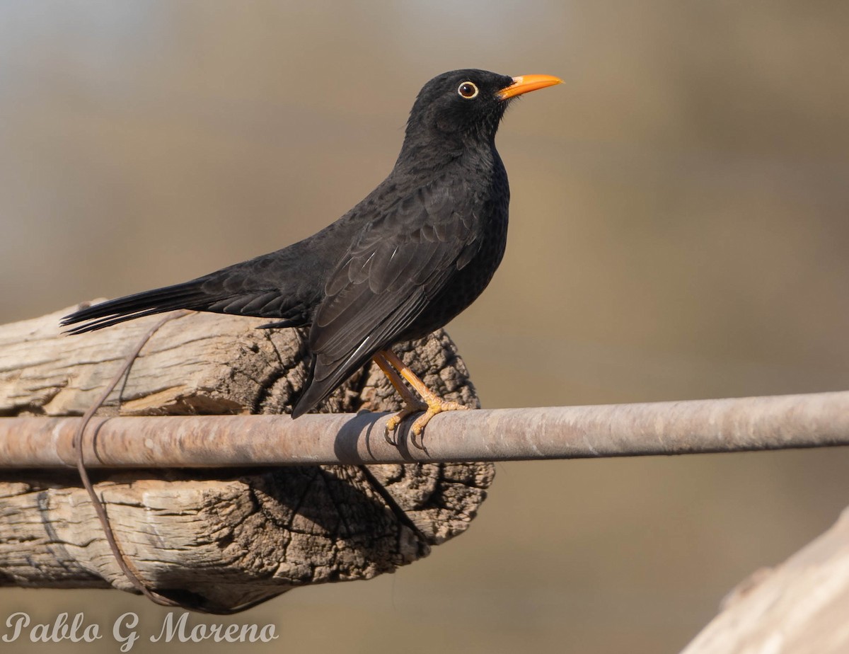 Chiguanco Thrush - ML457025271