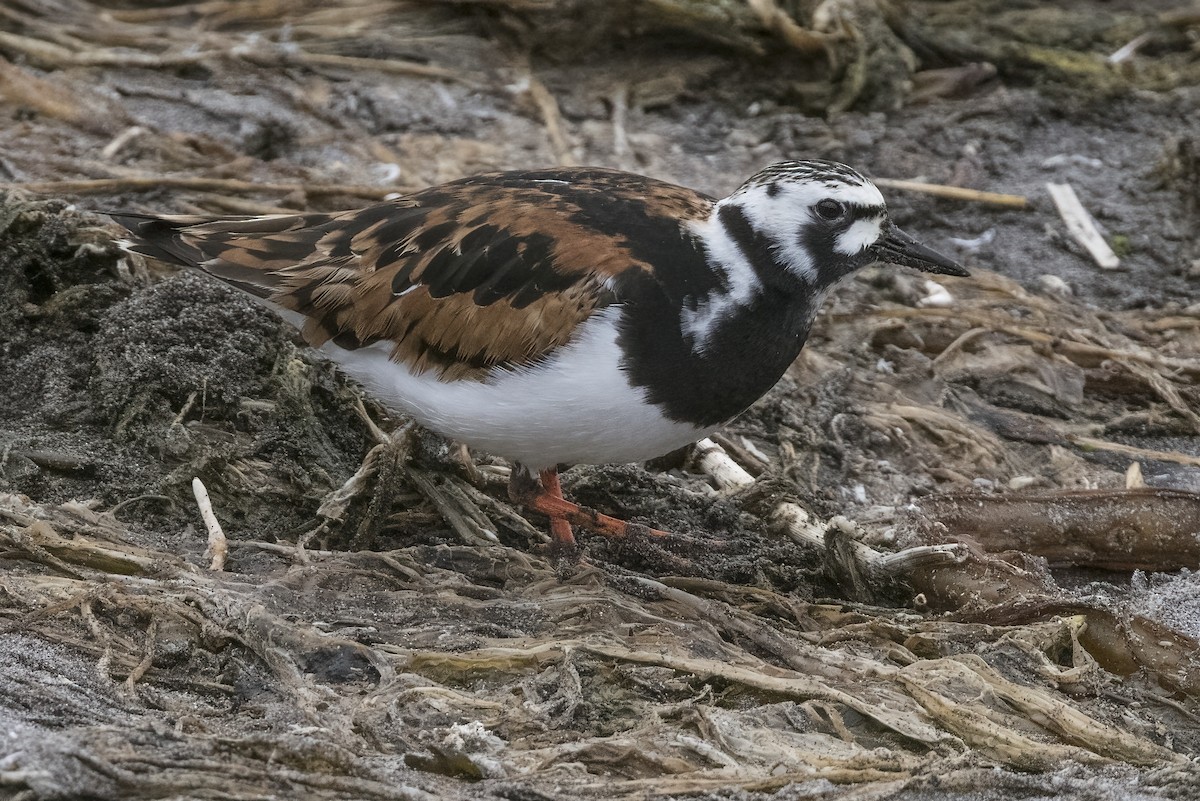 Ruddy Turnstone - Robert Lockett