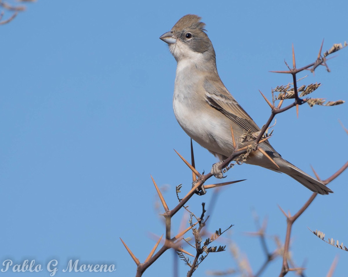 Diuca Finch - Pablo Moreno