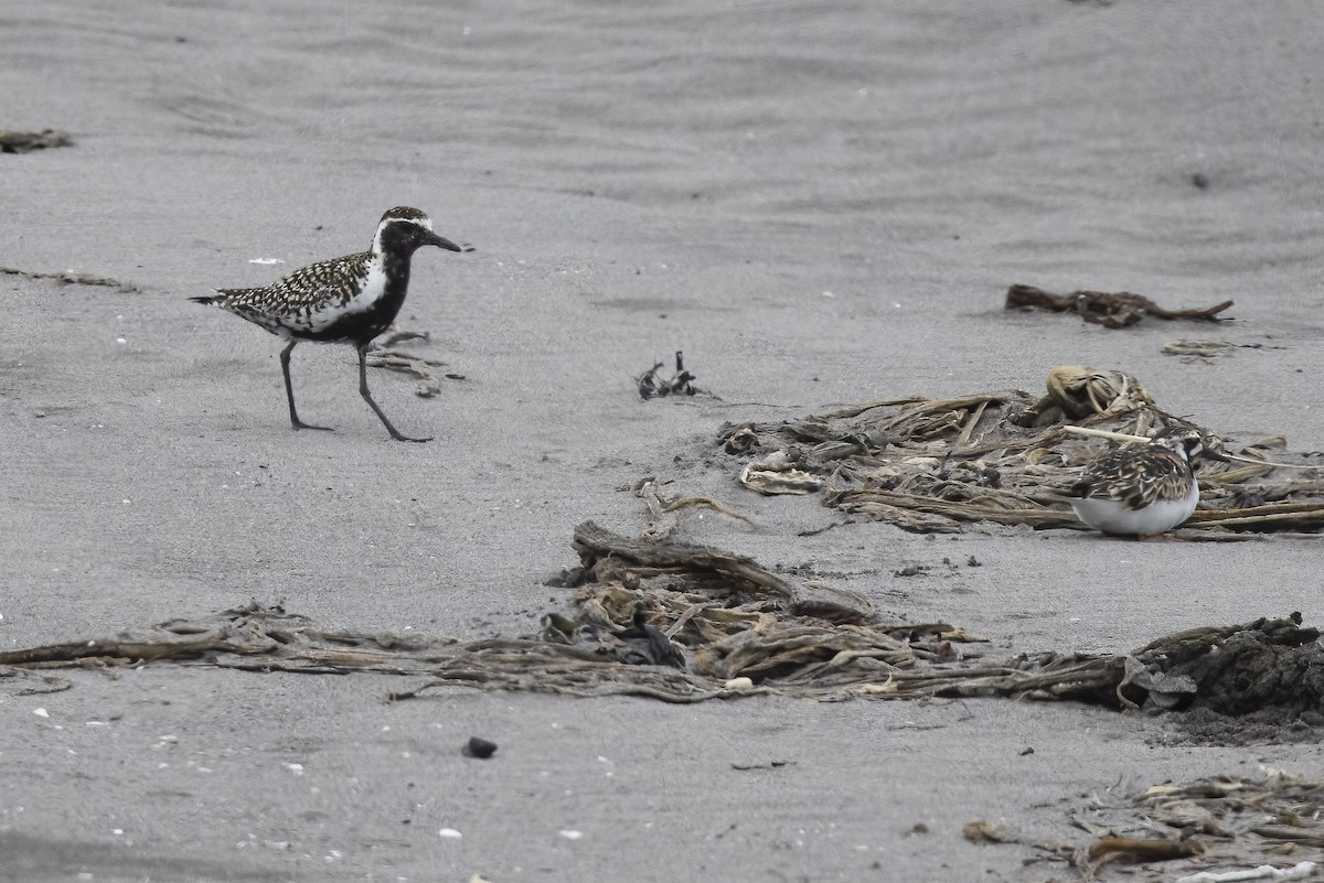 Pacific Golden-Plover - Robert Lockett