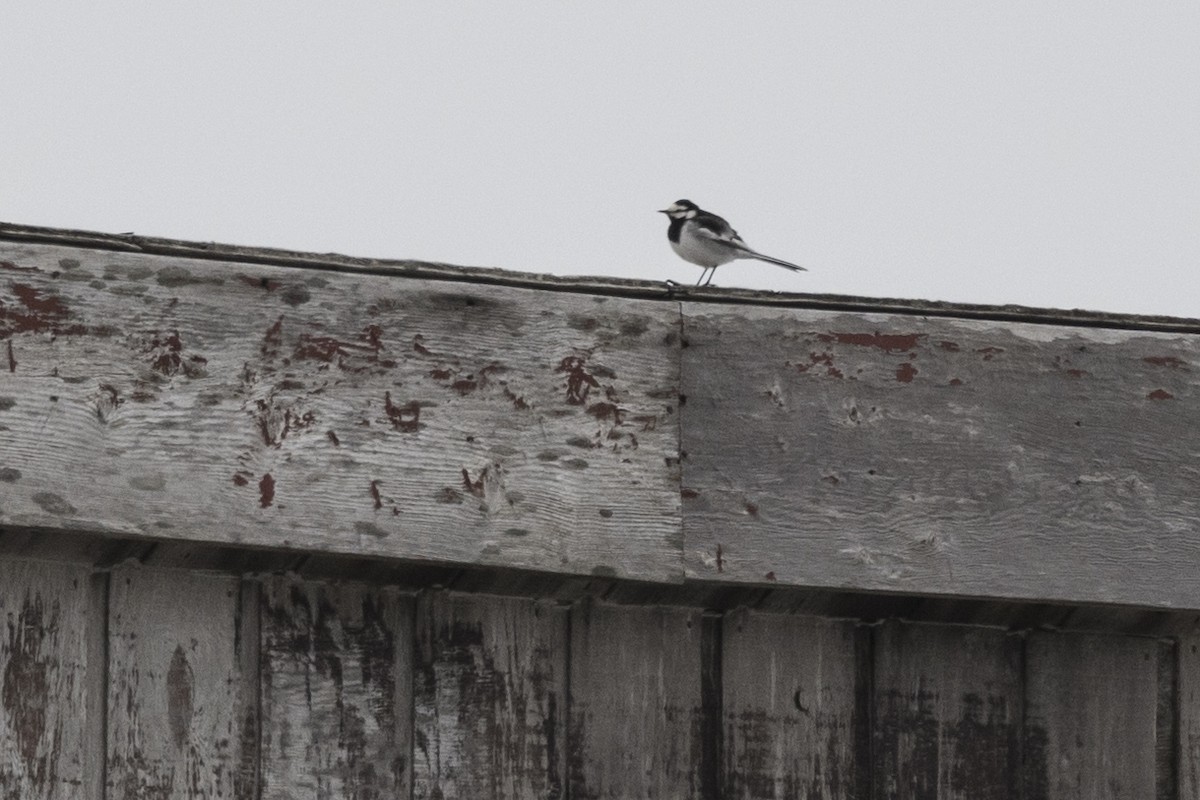 White Wagtail (Black-backed) - ML457026561