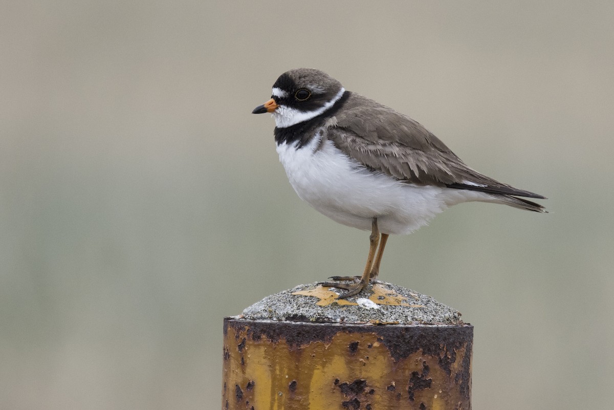 Semipalmated Plover - ML457026581