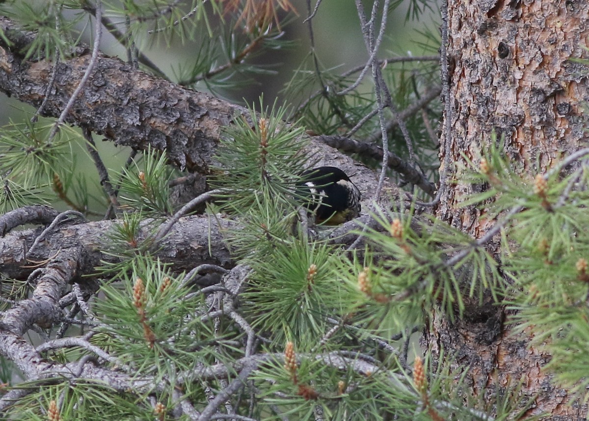 Williamson's Sapsucker - ML457027241