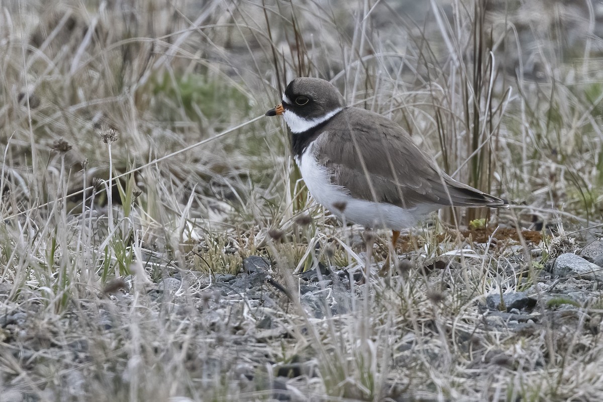 Semipalmated Plover - ML457027971