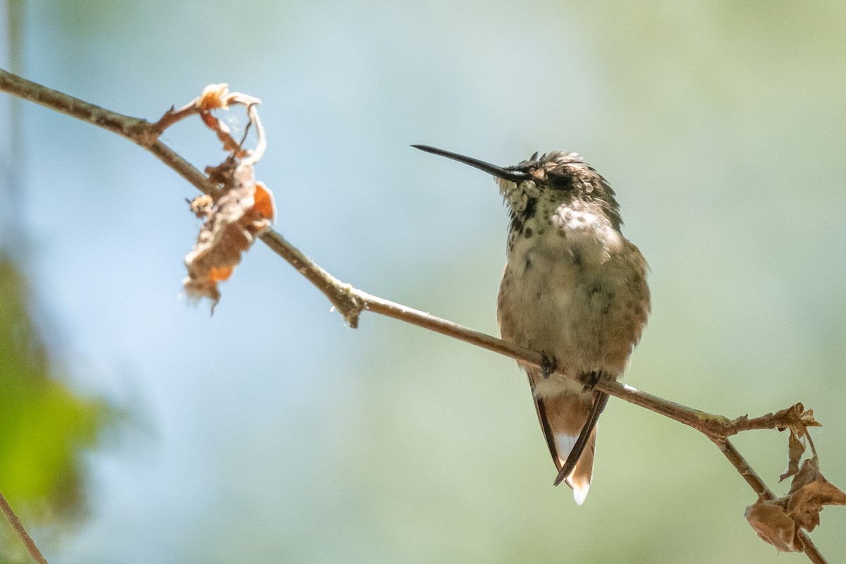 Allen's Hummingbird - James McNamara