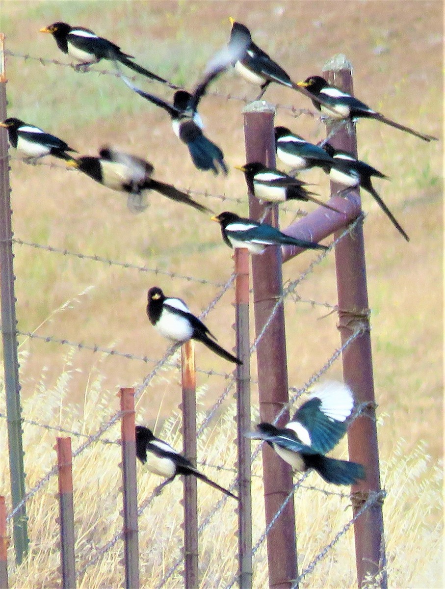 Yellow-billed Magpie - ML457029811