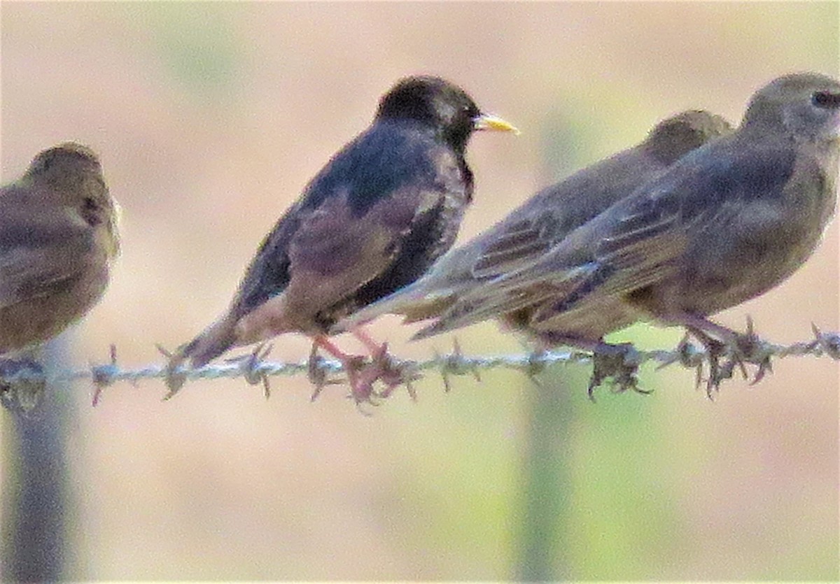 European Starling - ML457029821