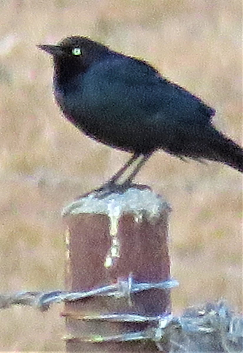 Brewer's Blackbird - ML457029851