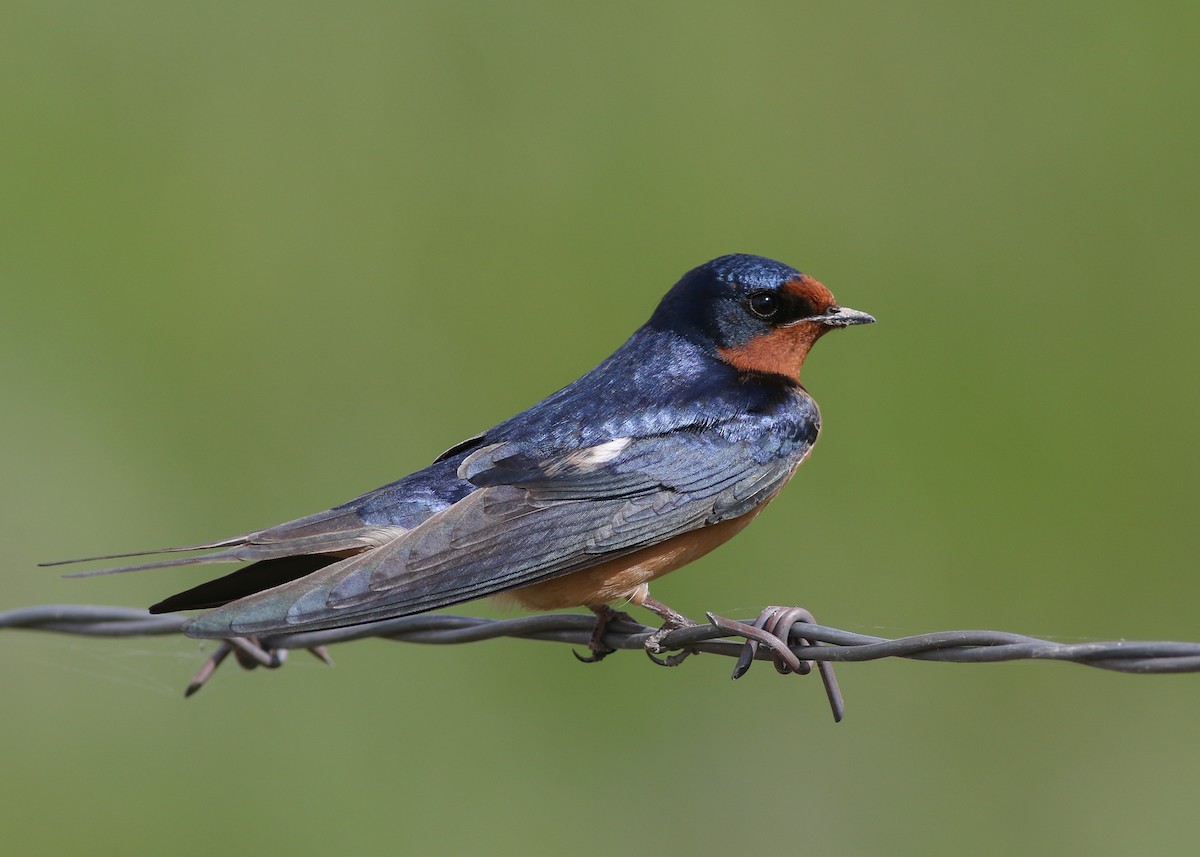 Barn Swallow (American) - Zane Pickus