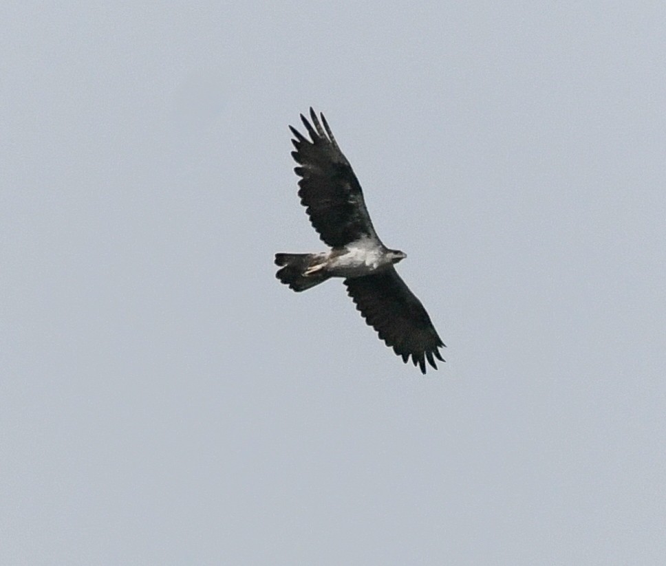 Águila Perdicera - ML457030711