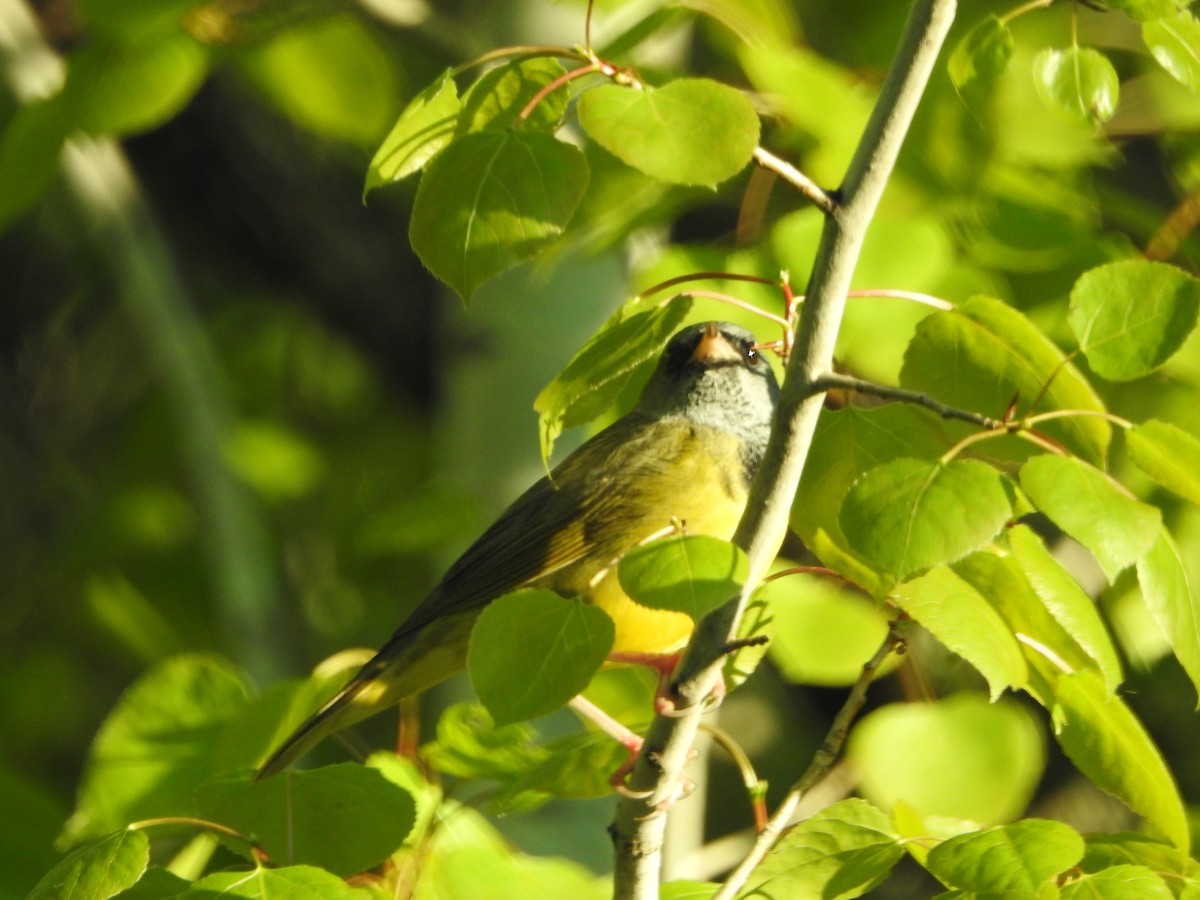 Graukopf-Waldsänger - ML457030831