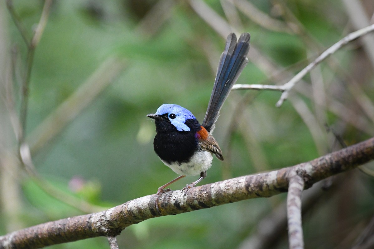 Variegated Fairywren - ML457032341