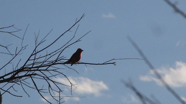 Summer Tanager - ML457033791