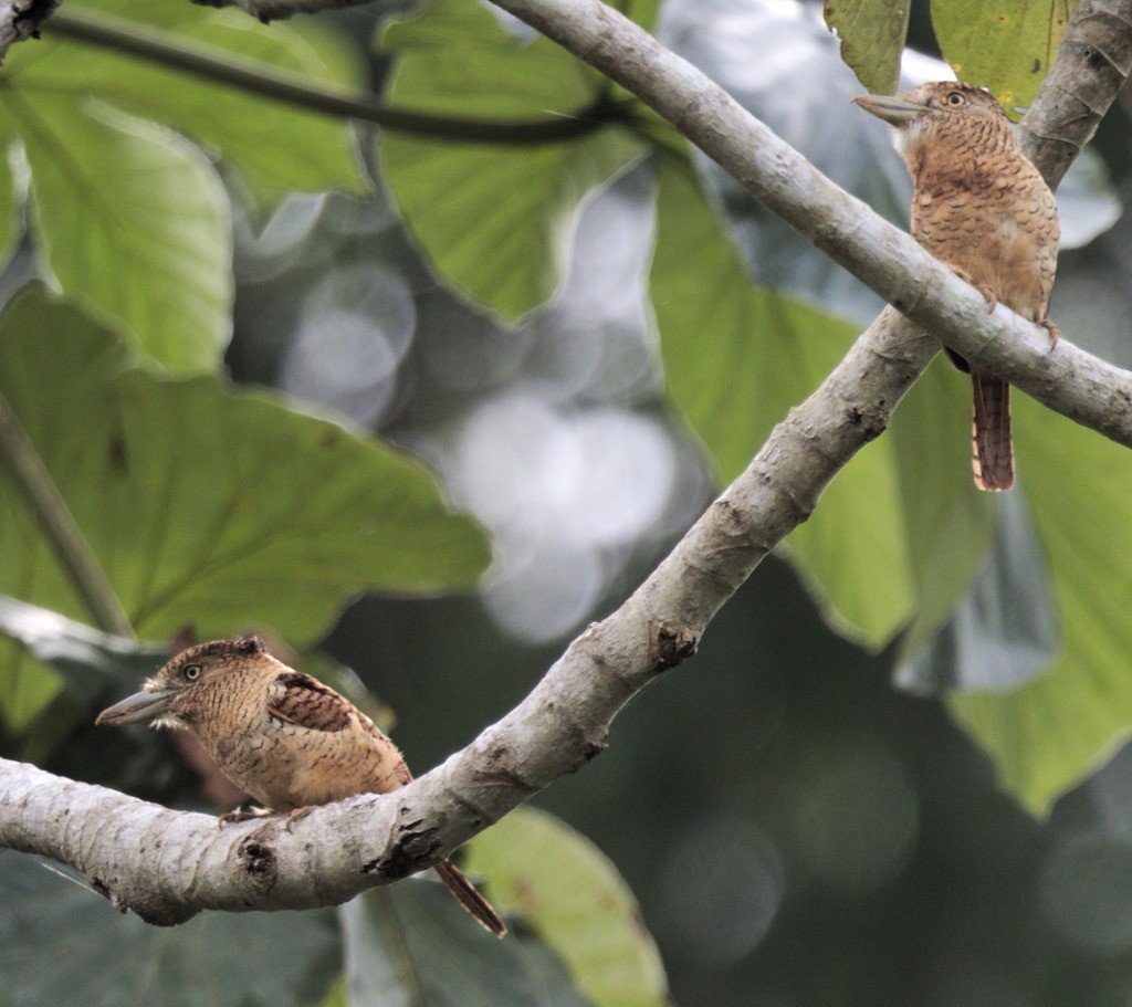 Barred Puffbird - ML45703391