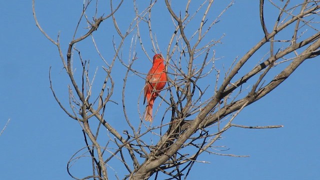 Summer Tanager - ML457033911