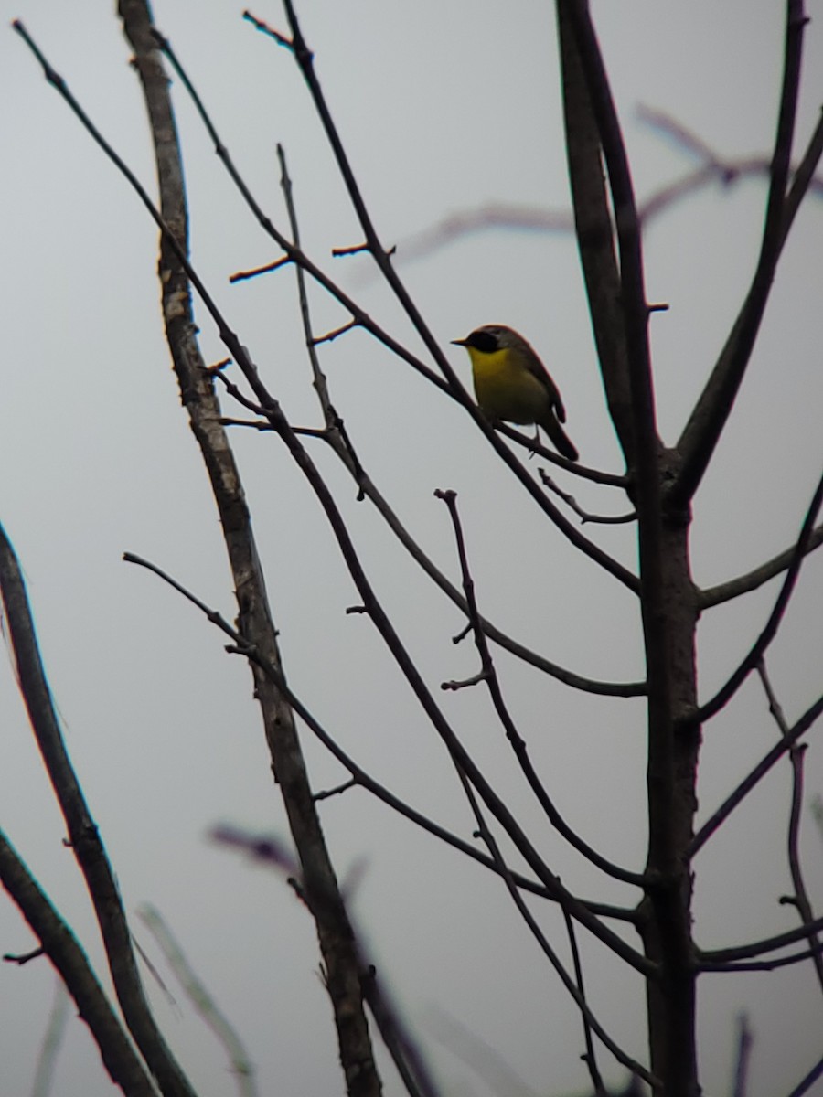 Common Yellowthroat - ML457034501