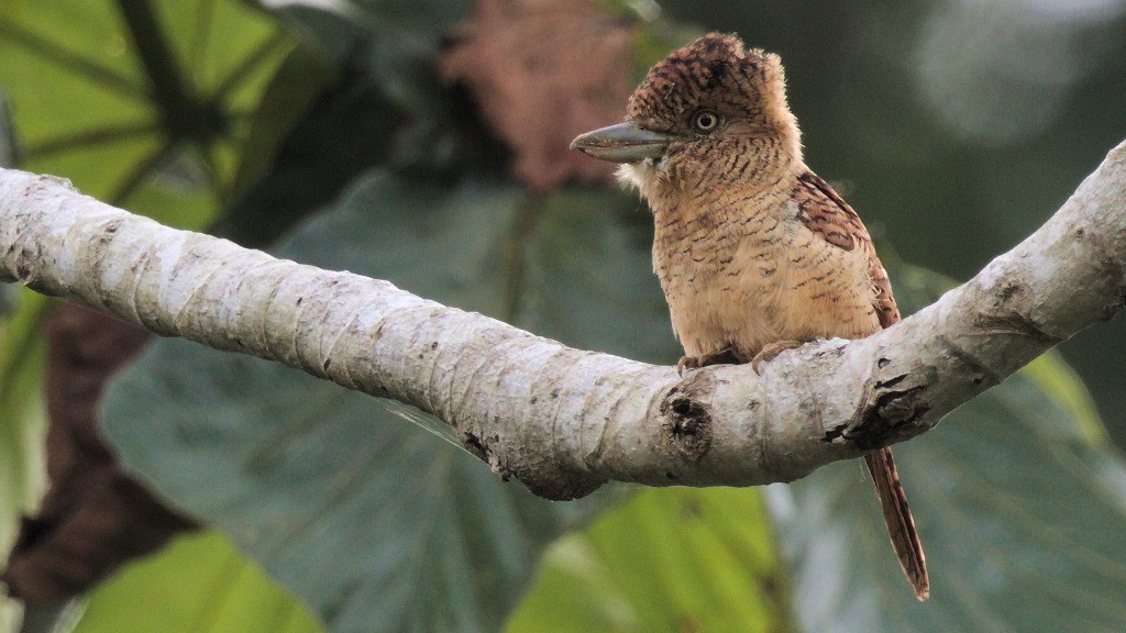 Barred Puffbird - ML45703471