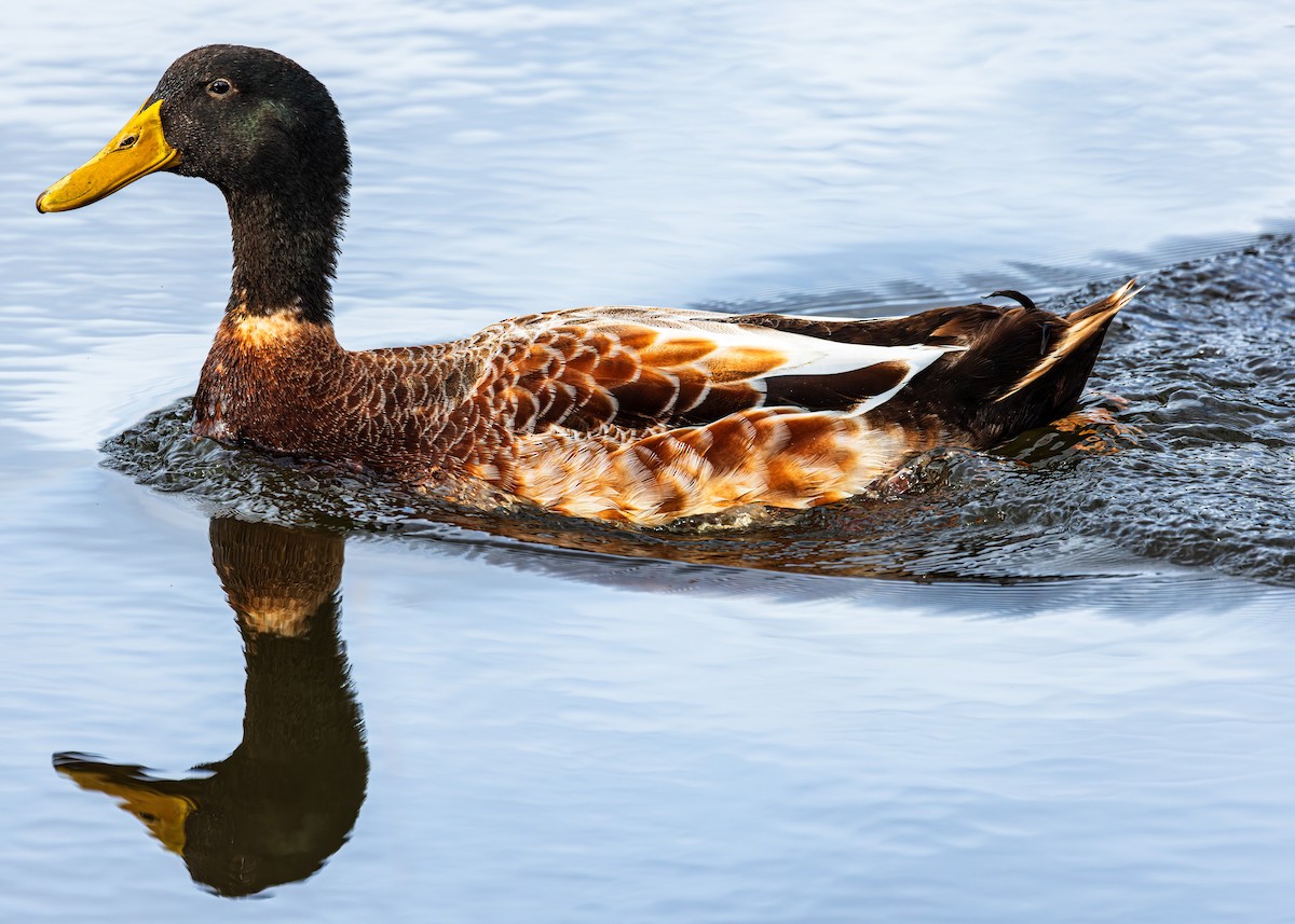 Mallard x Pacific Black Duck (hybrid) - ML457035761