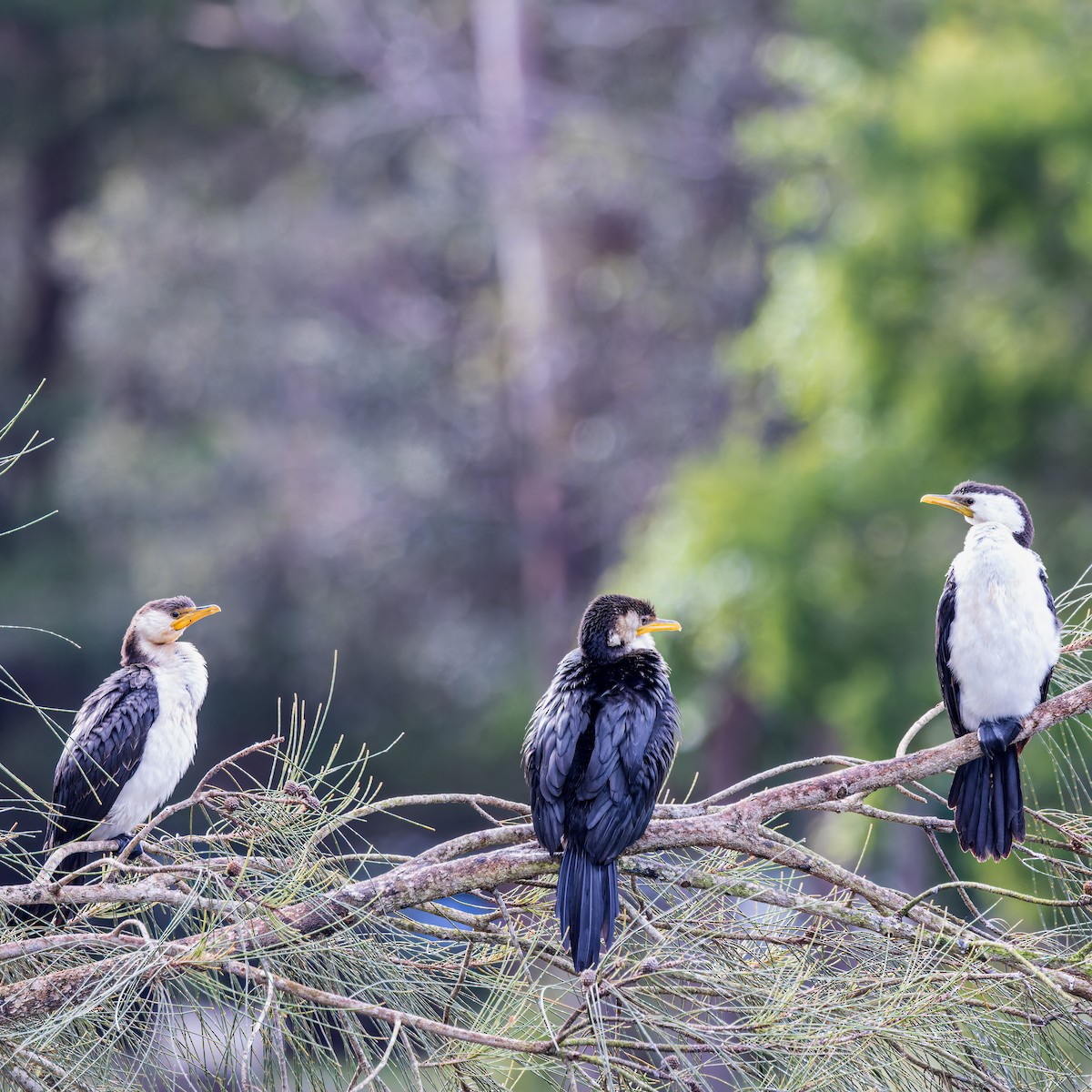 Little Pied Cormorant - ML457035891