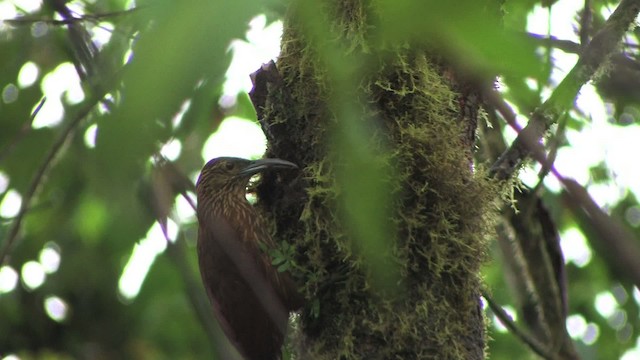 meiseltreløper (promeropirhynchus gr.) - ML457036