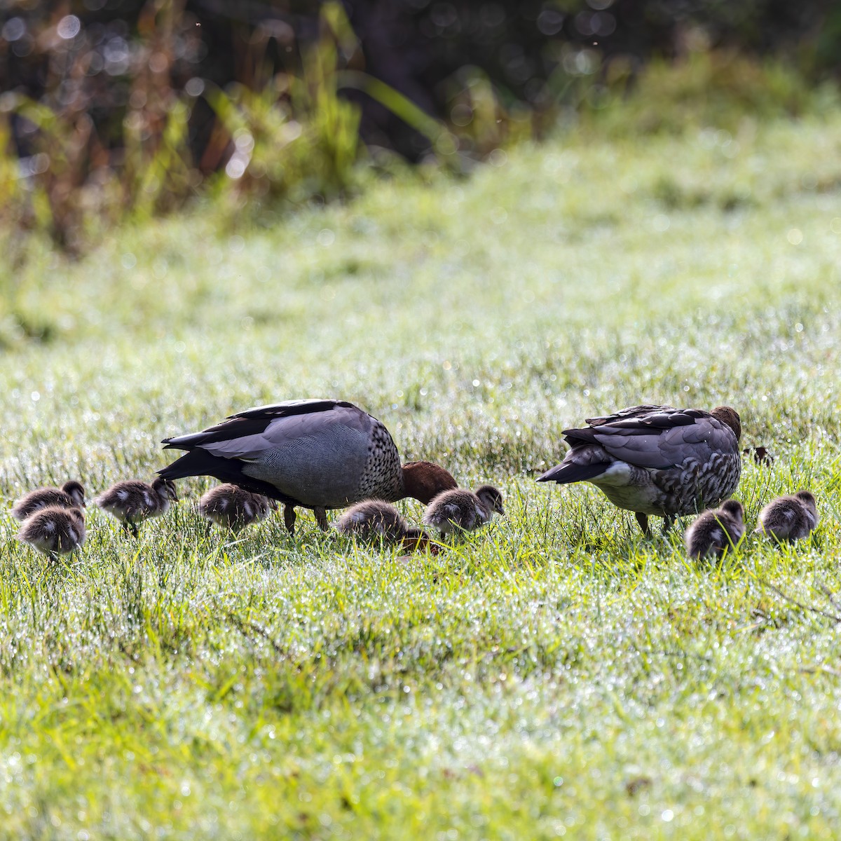 Maned Duck - ML457036161