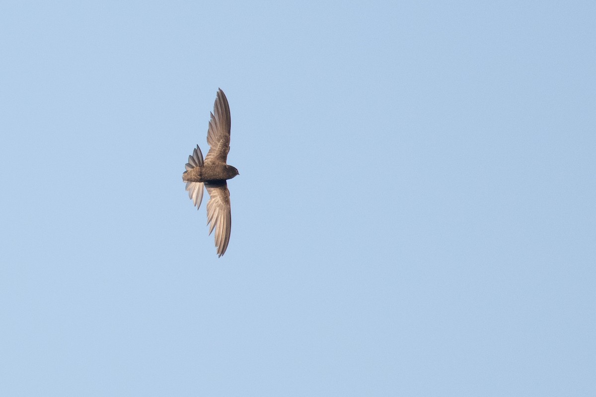 Common Swift - Leo Damrow