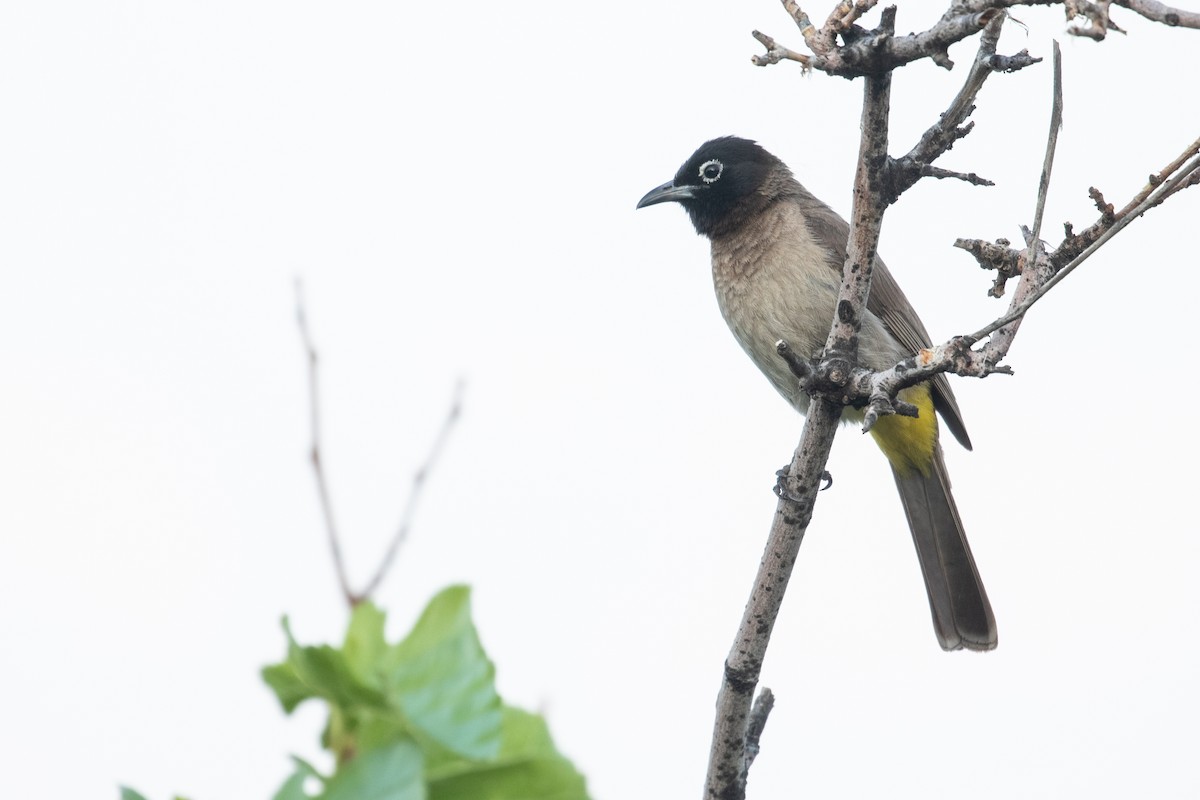 White-spectacled Bulbul - Leo Damrow