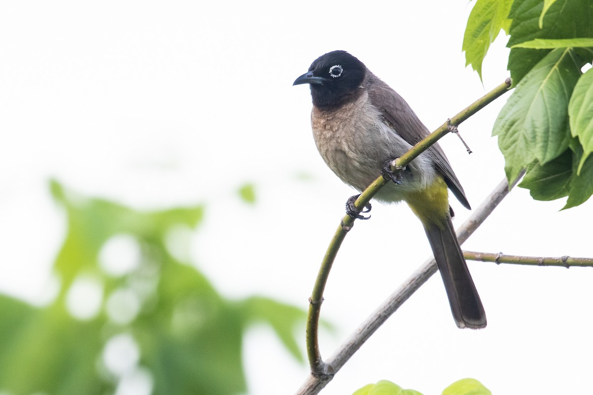 bulbul arabský - ML457036651