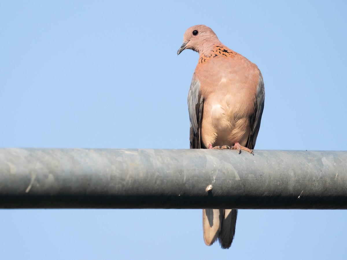 Laughing Dove - Leo Damrow