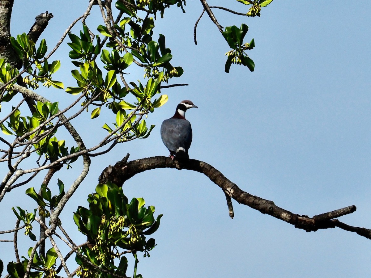 Collared Imperial-Pigeon - ML457037051