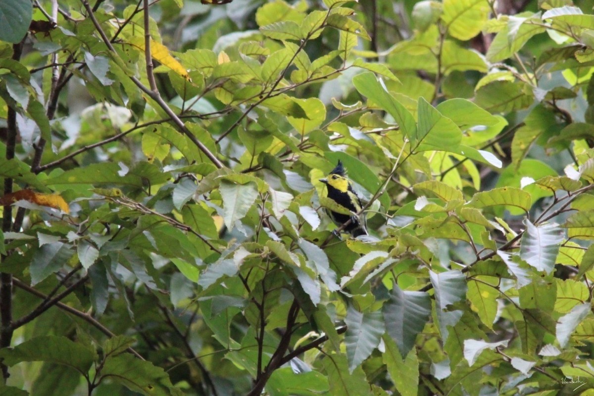 Yellow-cheeked Tit - Veeradach  Tamkuan