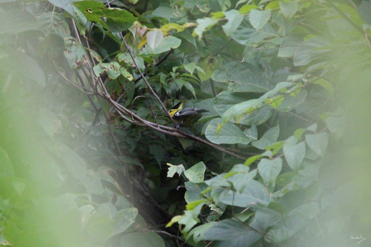 Yellow-cheeked Tit - Veeradach  Tamkuan