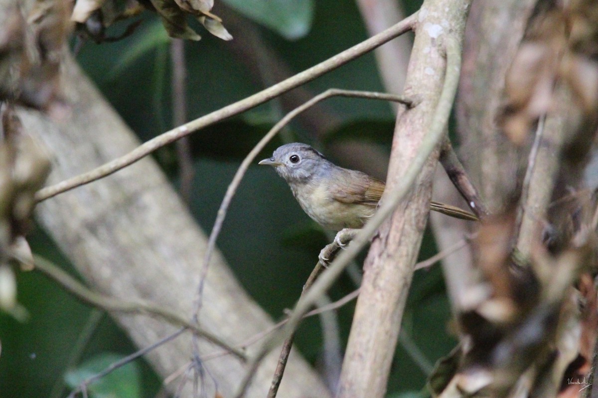 Yunnan Fulvetta - Veeradach  Tamkuan