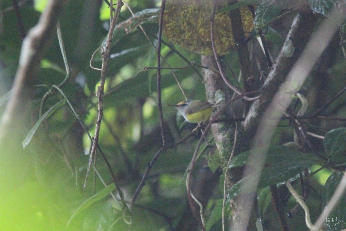 Mountain Tailorbird - Veeradach  Tamkuan