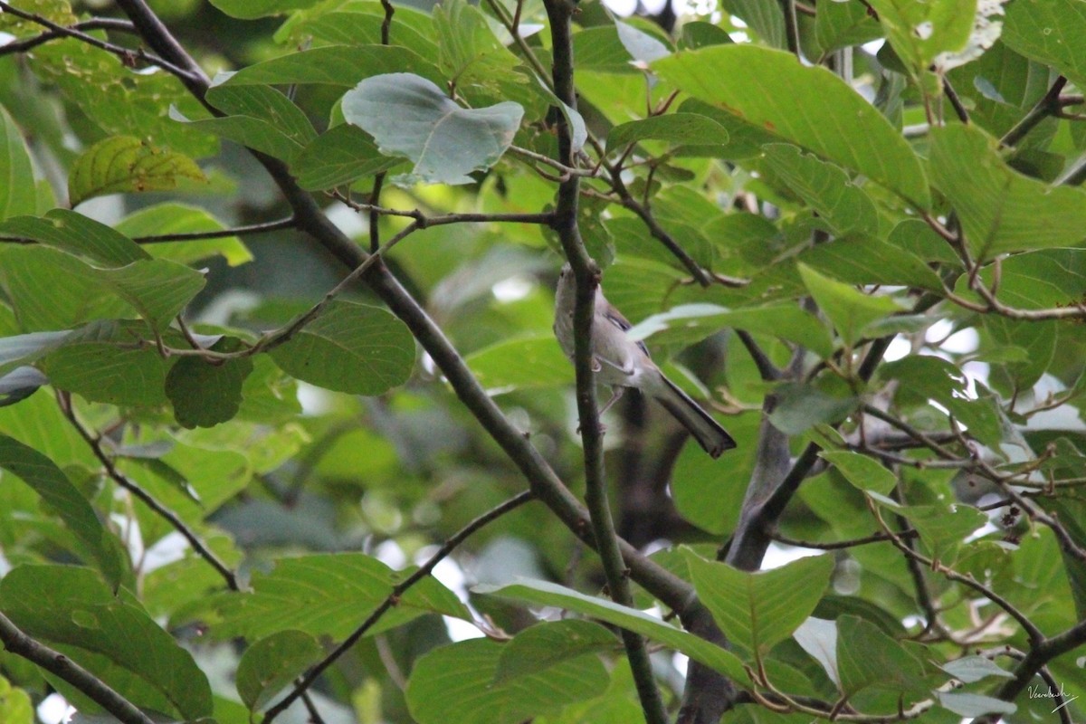 Blue-winged Minla - Veeradach  Tamkuan