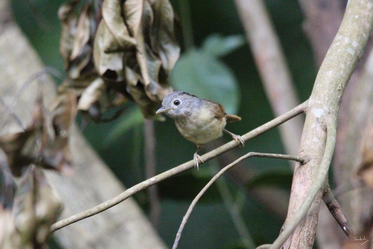 Yunnan Fulvetta - Veeradach  Tamkuan