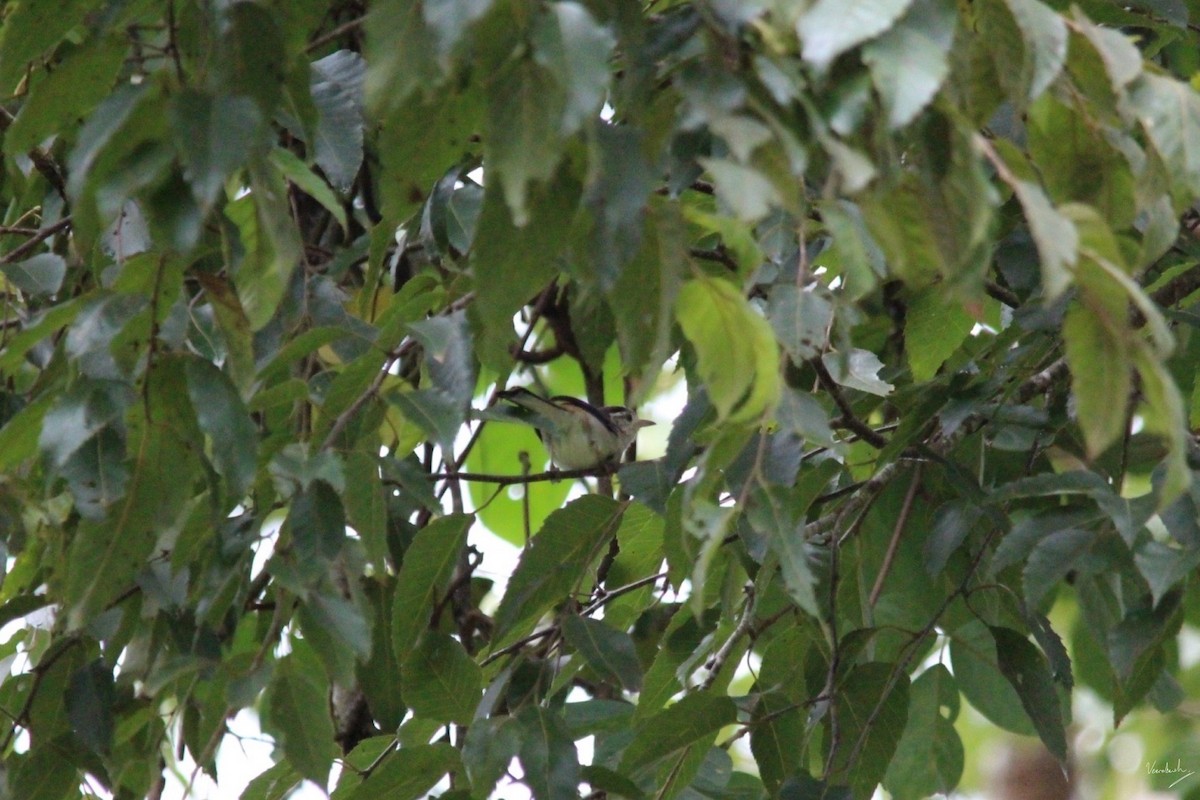 Blue-winged Minla - Veeradach  Tamkuan