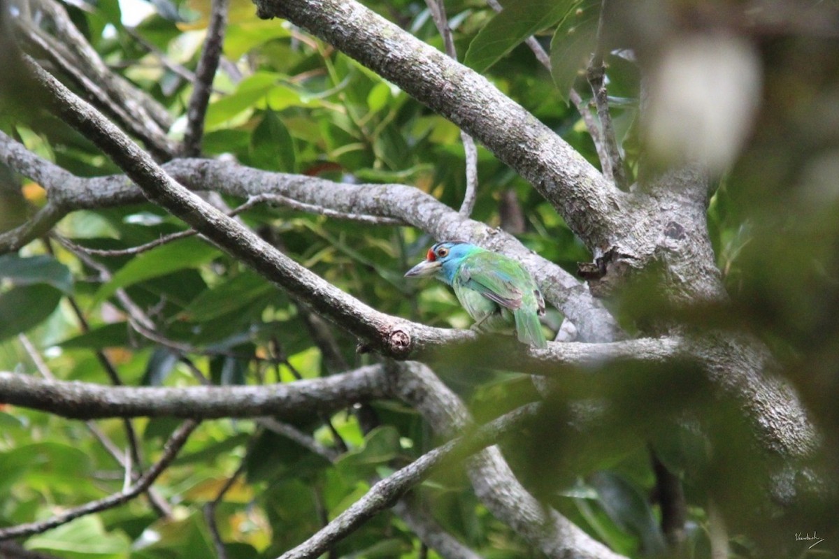 Blue-throated Barbet - Veeradach  Tamkuan